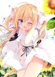 Rule 34 | 1girl, ;o, ahoge, animal ear fluff, animal ears, bare shoulders, blonde hair, blue eyes, blurry, blurry background, blush, bow, cat ears, cat girl, cat tail, commentary request, depth of field, dress, fang, flower, groin, hair between eyes, hair bow, hand up, kujou danbo, long hair, moneko-chan, no panties, one eye closed, open mouth, original, sidelocks, sleeveless, sleeveless dress, solo, sunflower, tail, two side up, very long hair, water drop, white bow, white dress, wind, wind lift, yellow flower
