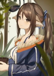 Rule 34 | 1girl, absurdres, animal ears, arknights, bare shoulders, blue bow, blue coat, blush, bow, breasts, brown eyes, brown hair, cine (wazd0183), closed mouth, coat, commentary request, flower pot, fox ears, fur-trimmed coat, fur trim, hair bow, highres, holding, indoors, long hair, long sleeves, looking at another, looking at viewer, medium breasts, off shoulder, open clothes, open coat, perfumer (arknights), plant, ponytail, potted plant, smile, solo, swept bangs, upper body