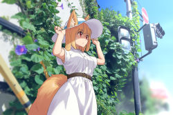 Rule 34 | 1girl, animal ear fluff, animal ears, arukiru, belt, blonde hair, blurry, commentary request, day, depth of field, dress, ears through headwear, fox ears, fox tail, hat, highres, ivy, medium hair, original, outdoors, red eyes, road sign, short sleeves, sign, solo, sun hat, sweat, tail, traffic light, white dress, white hat