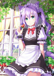 Rule 34 | 1girl, absurdres, against wall, animal ears, apron, arm behind back, back bow, bow, bowtie, cat ears, cat tail, center frills, coconat summer, commentary request, curtains, day, dress, food, frilled apron, frilled sleeves, frills, fruit, green eyes, highres, holding, holding food, holding fruit, hyacinth, ivy, long hair, looking at viewer, maid headdress, original, outdoors, plant, potted plant, purple hair, red bow, red bowtie, short sleeves, sidelocks, solo, strawberry, tail, twintails, vines, waist apron, white apron, window, wrist cuffs