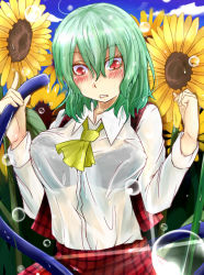 Rule 34 | 1girl, ascot, blush, bra, breasts, flower, green hair, kazami yuuka, koga rejini, large breasts, lingerie, looking down, plaid, plaid vest, red eyes, see-through, short hair, skirt, skirt set, solo, sunflower, touhou, underwear, vest, water drop, wavy mouth, wet, wet clothes