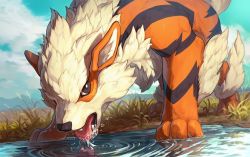 Rule 34 | arcanine, bright pupils, brown eyes, cloud, commentary request, creatures (company), day, drinking, game freak, gen 1 pokemon, grass, licking, looking at viewer, nintendo, no humans, open mouth, outdoors, pokemon, pokemon (creature), ripples, sky, solo, tongue, water, white pupils, yamamura le