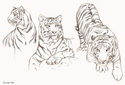 Rule 34 | animal focus, clivenzu, commentary, dated, english commentary, faux traditional media, grey background, highres, looking at viewer, no humans, original, procreate (medium), signature, simple background, tiger