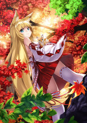 Rule 34 | 1girl, animal ears, autumn leaves, blonde hair, blue eyes, detached sleeves, forest, fox, fox ears, from below, japanese clothes, long hair, looking at viewer, looking back, miko, nature, original, ribbon-trimmed legwear, ribbon-trimmed sleeves, ribbon trim, solo, thighhighs, unowen, very long hair