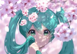 Rule 34 | 1girl, aqua eyes, aqua hair, blurry, blurry background, branch, cherry blossoms, clenched hand, close-up, collared shirt, crying, crying with eyes open, dappled sunlight, depth of field, dot nose, expressionless, eyelashes, flower, hair between eyes, hand up, hatsune miku, highres, holding, holding hair, kurodae, long hair, looking at viewer, parted lips, petals, pink background, pink flower, shadow, shirt, simple background, solo, sunlight, tareme, tears, twintails, upper body, very long hair, vocaloid, wide-eyed