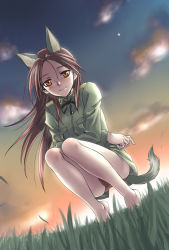 Rule 34 | 00s, 1girl, animal ears, barefoot, brown hair, from below, highres, long hair, looking down, minna-dietlinde wilcke, panties, satou atsuki, solo, squatting, strike witches, tail, underwear, world witches series