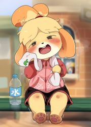 Rule 34 | 1girl, animal crossing, animal ears, bench, black shorts, blonde hair, blurry, blurry background, blush, bottle, building, dagashi (daga2626), dog ears, dog girl, female focus, furry, furry female, head tilt, highres, isabelle (animal crossing), jacket, looking at viewer, nintendo, open mouth, pawpads, short shorts, shorts, sitting, solo, topknot, towel, towel around neck, water bottle, wiping sweat, yellow fur