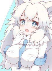Rule 34 | 1girl, animal ear fluff, animal ears, between breasts, blue eyes, blue necktie, blush, breasts, commentary request, fang, gloves, hand up, highres, kemono friends, large breasts, lion ears, long hair, looking at viewer, necktie, necktie between breasts, open mouth, plaid necktie, shirt, short sleeves, solo, sunanuko (ramuneko), unmoving pattern, upper body, very long hair, white gloves, white hair, white lion (kemono friends), white shirt
