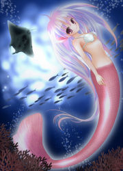 Rule 34 | 1girl, breasts, coral, fins, fish, from side, head fins, light smile, long hair, looking at viewer, manta ray, mermaid, monster girl, multicolored hair, original, purple eyes, scales, seashell, shell, shell bikini, small breasts, solo, sunlight, underwater, very long hair, youkuzuri