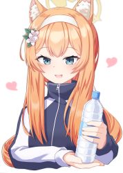 Rule 34 | 1girl, :d, animal ear fluff, animal ears, black jacket, blue archive, blue eyes, bottle, commentary request, cropped torso, flower, hair flower, hair ornament, halo, hands up, headband, heart, highres, holding, holding bottle, jacket, long hair, long sleeves, looking at viewer, mari (blue archive), mari (track) (blue archive), nenosame, open mouth, orange hair, sidelocks, simple background, smile, solo, track jacket, upper body, water bottle, white background, white flower, white headband