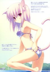 Rule 34 | 1girl, absurdres, animal ears, bikini, blush, cat ears, cat tail, character request, covered erect nipples, fujisaki rei, highres, long hair, looking at viewer, looking back, open mouth, pink hair, purple eyes, simple background, solo, source request, standing, standing on one leg, swimsuit, tail, translation request, wet