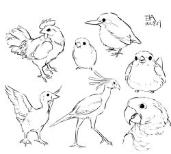 Rule 34 | animal, beak, bird, chicken, feathers, fishball, monochrome, no humans, parrot, simple background, sketch, walking, wings