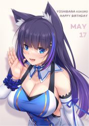Rule 34 | :d, animal ear fluff, animal ears, black hair, blue bow, blue eyes, blue hair, bow, breasts, cat ears, character name, cleavage, dated, detached collar, detached sleeves, displayer, happy birthday, highres, large breasts, long hair, looking at viewer, multicolored hair, open mouth, smile, streaked hair, strelka belca, two-tone hair, virtual youtuber, wrist cuffs, yoshibana kokoro