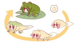 1girl animal animalization arrow_(symbol) blonde_hair evolution frog green_hair highres kemomimi-chan_(naga_u) lily_pad naga_u original purple_eyes simple_background tadpole v-shaped_eyebrows white_background