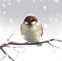 Rule 34 | animal focus, bird, branch, closed eyes, no humans, original, realistic, shoudoubutsu, sitting, snow, sparrow, sparrow (bird), syoudoubutu, winter