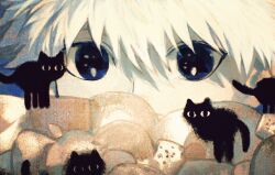 Rule 34 | 1boy, black cat, blue eyes, cat, commentary, eye focus, highres, hunter x hunter, killua zoldyck, looking at viewer, male focus, shenshan laolin, short hair, solo, symbol-only commentary, white hair