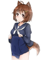Rule 34 | 10s, 1girl, ahoge, animal ear fluff, animal ears, brave witches, breasts, brown eyes, brown hair, clothes lift, covered navel, cowboy shot, dog ears, dog tail, hair ornament, hairclip, karibuchi hikari, kouzou myouji, lifted by self, long sleeves, one-piece swimsuit, sailor collar, sailor shirt, school swimsuit, shirt, shirt lift, short hair, simple background, small breasts, solo, swimsuit, swimsuit under clothes, tail, white background, world witches series