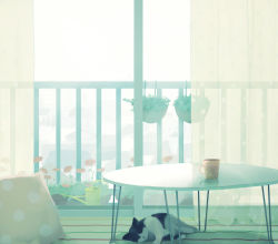 Rule 34 | balcony, cat, closed eyes, cup, curtains, hinata (lipcream), indoors, lying, md5 mismatch, no humans, on side, original, pillow, plant, potted plant, resolution mismatch, room, scenery, sleeping, solo, source larger, table