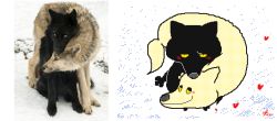 Rule 34 | animal focus, animated, animated gif, blush, colored sclera, commentary, english commentary, flipnote studio (medium), heart, jitome, keke (kokorokeke), looking at viewer, looping animation, no humans, original, photo inset, reference inset, signature, smile, wolf, yellow sclera