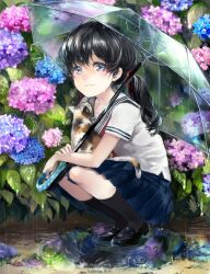 Rule 34 | 1girl, animal, animal on lap, black footwear, black hair, black socks, blue skirt, blush, calico, cat, cat on lap, closed mouth, commentary, flower, full body, hair ribbon, highres, holding, holding umbrella, hydrangea, kneehighs, legs together, loafers, long hair, looking at viewer, low twintails, maeba (pikurusu0711), on lap, original, outdoors, pleated skirt, puddle, rain, red ribbon, revision, ribbon, school uniform, serafuku, shirt, shoes, short sleeves, skirt, smile, socks, solo, squatting, transparent, transparent umbrella, twintails, umbrella, white shirt