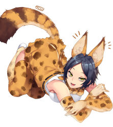 Rule 34 | 10s, 1girl, :d, animal ear fluff, animal ears, blue hair, cat ears, cat tail, cosplay, elbow gloves, gloves, half-closed eyes, hayami kanade, highres, idolmaster, idolmaster cinderella girls, jjune, kemono friends, naughty face, open mouth, serval (kemono friends), serval (kemono friends) (cosplay), serval print, serval tail, simple background, smile, solo, tail, thighhighs, white background, yellow eyes