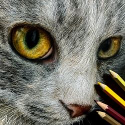Rule 34 | animal, animal focus, artist name, bad id, bad pixiv id, cat, close-up, closed mouth, colored pencil, colored pencil (medium), commentary, grey cat, highres, looking at viewer, nekodosaiun, no humans, original, pencil, photorealistic, realistic, shadow, signature, traditional media, yellow eyes