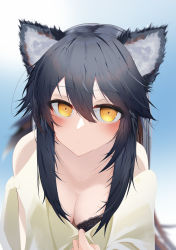 Rule 34 | 1girl, absurdres, alternate costume, animal ear fluff, animal ears, arknights, bare shoulders, black bra, black hair, blue background, blurry, blurry background, blush, bra, bra peek, breasts, cleavage, closed mouth, clothes pull, clothing cutout, collarbone, depth of field, gradient background, high heels, highres, kuilsa, long hair, looking at viewer, medium breasts, pulling own clothes, shirt, shirt pull, shoulder cutout, sidelocks, solo, texas (arknights), underwear, upper body, wolf ears, yellow shirt