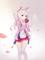 Rule 34 | 1girl, animal ears, azur lane, box, commentary, fake animal ears, falling petals, hair between eyes, headband, heart-shaped box, highres, holding, holding box, jacket, laffey (azur lane), long sleeves, looking at viewer, medium hair, petals, pleated skirt, rabbit ears, red eyes, red skirt, ribbon, silver hair, simple background, skirt, solo, standing, t-bth, thigh gap, thighhighs, thighs, twintails, white background, white thighhighs, zettai ryouiki