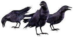 Rule 34 | animal, beak, bird, black theme, capcom, crow, feathers, lowres, resident evil, tagme