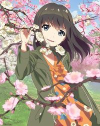 Rule 34 | 10s, 1girl, blue eyes, brown hair, cherry blossoms, long hair, looking at viewer, official art, open mouth, shimada mayu, smile, solo, spring (season), branch, wake up girls!, wake up girls! stage no tenshi, wind