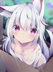 Rule 34 | 1girl, ahoge, animal ear fluff, animal ears, blurry, blurry background, blush, box, breasts, cardboard box, cleavage, closed mouth, depth of field, hair between eyes, highres, in box, in container, kyuukon (qkonsan), large breasts, long hair, looking at viewer, messy hair, off shoulder, original, outdoors, purple eyes, rain, see-through, shirt, silver hair, solo, tail, tail raised, very long hair, wet, wet clothes, wet hair, wet shirt, white shirt