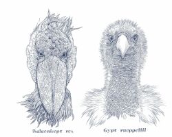 animal_focus beak bird chinese_commentary commentary_request cropped_shoulders crosshatching hatching_(texture) highres looking_at_viewer no_humans original realistic shizi_daheng shoebill simple_background straight-on vulture white_background