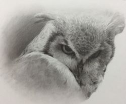 Rule 34 | animal focus, bird, chons-48, face, highres, monochrome, no humans, original, owl, realistic, sketch, solo, traditional media