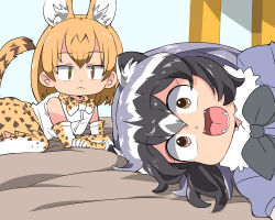 Rule 34 | 2girls, animal ears, black hair, blonde hair, bow, bowtie, brown eyes, common raccoon (kemono friends), elbow gloves, extra ears, fang, gloves, grey hair, kemono friends, multicolored hair, multiple girls, open mouth, photo-referenced, print bow, print bowtie, raccoon ears, raccoon tail, serval (kemono friends), serval print, shirt, short hair, skirt, sleeveless, sleeveless shirt, smile, tail, thighhighs, umikaze shuu, white hair