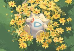 Rule 34 | :o, closed eyes, commentary, creatures (company), day, flower, from above, game freak, gen 2 pokemon, grass, highres, koala 0l, lying, nintendo, no humans, on back, open mouth, outdoors, petals, pokemon, pokemon (creature), solo, symbol-only commentary, togepi, yellow flower
