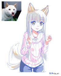 Rule 34 | 1girl, absurdres, animal ear fluff, animal ears, artist logo, artist name, blunt bangs, blunt ends, blush, collared shirt, commentary, cropped legs, denim, dog ears, dog girl, dog tail, hands up, highres, jeans, long hair, long sleeves, nisp art, original, pants, pink sweater, reference inset, russian commentary, shirt, simple background, smile, solo, sweater, tail, tail wagging, tongue, tongue out, white background, white hair, white shirt