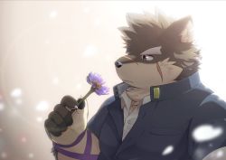 Rule 34 | 1boy, animal ears, brown eyes, brown fur, chest tuft, closed mouth, collared shirt, dog boy, dog ears, facial scar, flower, forked eyebrows, furry, furry male, gakuran, highres, holding, holding flower, male focus, moritaka (housamo), ponzu tas, scar, scar on cheek, scar on face, scar on nose, school uniform, shirt, short hair, simple background, solo, thick eyebrows, thinking, tokyo houkago summoners, upper body, white shirt