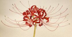 Rule 34 | branch, brown background, flower, highres, mouen tw, no humans, original, painting (medium), plant, plant focus, realistic, red flower, spider lily, stamen, still life, traditional media, watercolor (medium)