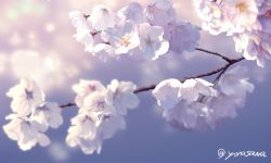 Rule 34 | artist name, blurry, blurry background, branch, cherry blossoms, commentary request, depth of field, flower, no humans, original, outdoors, realistic, scenery, sidelighting, twitter username, yonasawa