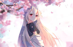 Rule 34 | 1girl, blush, cherry blossoms, double bun, elphe, hair bun, highres, hololive, horns, long hair, looking at viewer, multicolored hair, nakiri ayame, oni, red eyes, skin-covered horns, smile, solo, virtual youtuber, white hair