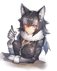 Rule 34 | 10s, 1girl, animal ears, black hair, black jacket, blue eyes, breast pocket, breasts, closed mouth, commentary request, fur collar, gloves, grey hair, grey necktie, grey wolf (kemono friends), heterochromia, highres, jacket, kemono friends, large breasts, long hair, long sleeves, looking at viewer, melon22, multicolored hair, necktie, pen, pocket, silver necktie, smile, solo, tsurime, two-tone hair, upper body, white gloves, wolf ears, yellow eyes