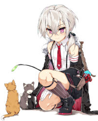 Rule 34 | 1girl, animal, animal on back, azur lane, bare shoulders, black footwear, black jacket, black shorts, cat, cat teaser, closed mouth, collared shirt, commentary request, detached sleeves, flat chest, fur collar, gloves, grey hair, grey socks, hair between eyes, hair over shoulder, hand on own thigh, holding, jacket, kneehighs, long hair, looking down, low ponytail, naha78, necktie, no eyes, on one knee, open clothes, open jacket, pink eyes, red neckwear, shiny skin, shirt, shoes, shorts, simple background, sleeveless, sleeveless shirt, smile, socks, suspender shorts, suspenders, tsurime, white background, white gloves, white shirt, z1 leberecht maass (&quot;rebellious&quot; top student) (azur lane), z1 leberecht maass (azur lane)