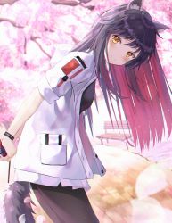 Rule 34 | 1girl, absurdres, animal ear fluff, animal ears, arknights, black hair, black legwear, black shirt, blouse, blurry, blurry background, blush, cherry, cherry blossoms, depth of field, food, fruit, highres, holding, hyonee, jacket, long hair, looking at viewer, open clothes, open jacket, shirt, sleeves rolled up, solo, standing, tail, texas (arknights), white jacket, wolf ears, wolf tail, yellow eyes