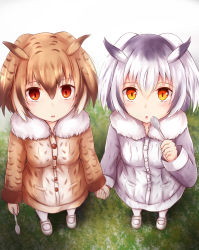 Rule 34 | 10s, 2girls, animal ears, blush, brown eyes, brown hair, buttons, coat, commentary request, eurasian eagle owl (kemono friends), fur collar, fur trim, grey hair, hair between eyes, head wings, highres, holding hands, kashiwagi yamine, kemono friends, long sleeves, looking at viewer, multicolored hair, multiple girls, northern white-faced owl (kemono friends), open mouth, pantyhose, short hair, white hair, wings