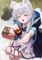 Rule 34 | 1girl, absurdres, animal ear fluff, animal ears, arknights, black footwear, black jacket, blanket, box, box of chocolates, cat ears, commentary, day, dress, eyebrows hidden by hair, feeding, food, grass, green eyes, grey hair, highres, holding, holding food, hood, hood down, hooded jacket, jacket, long sleeves, open clothes, open jacket, outdoors, rosmontis (arknights), see-through, seiza, shoes, unworn shoes, sitting, solo, white dress, whonyang