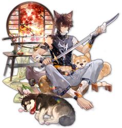 Rule 34 | 1boy, animal ears, bandages, blue eyes, brown hair, cleaning, cleaning weapon, dango, dog, fingernails, food, full body, highres, holding, holding sword, holding weapon, katana, looking at viewer, mahjong soul, male focus, official art, sanshoku dango, sharp fingernails, sharp toenails, shirt, short hair, sitting, solo, sword, tachi-e, tail, toenails, torn clothes, torn shirt, transparent background, wagashi, weapon, wolf boy, wolf ears, wolf tail, yostar, zechs (mahjong soul)