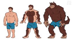 Rule 34 | 1boy, animal ears, bara, beard, belly, brent (solidweller), brown fur, facial hair, full beard, full body, furrification, furry, furry male, goatee, highres, large pectorals, looking at viewer, looking down, male focus, medium sideburns, motion lines, multiple views, muscle growth, muscular, muscular male, no nipples, original, pectorals, short hair, short shorts, shorts, soildweller, sparse chest hair, sparse leg hair, standing, strongman waist, thick eyebrows, topless male, transformation, very hairy, werewolf, whiskers, wolf boy, wolf ears