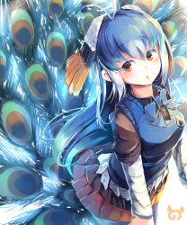 Rule 34 | 10s, 1girl, absurdres, antenna hair, blue bow, blue bowtie, blue hair, blush, bow, bowtie, commentary, hair between eyes, head wings, highres, japari symbol, kanzakietc, kemono friends, long hair, looking at viewer, multicolored hair, open mouth, orange eyes, peacock feathers, peafowl (kemono friends), pleated skirt, skirt, solo, white hair, wings