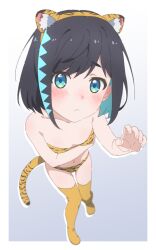 Rule 34 | 1girl, :&lt;, animal ears, animal print, aqua eyes, aqua hair, arm under breasts, bikini, black hair, blurry, blush, border, breasts, character request, collarbone, colored inner hair, copyright request, depth of field, embarrassed, fake animal ears, female focus, foreshortening, gradient background, highres, leaning forward, looking at viewer, matatabeat, multicolored hair, navel, outside border, print bikini, small breasts, solo, swimsuit, tail, thighhighs, tiger ears, tiger print, tiger tail, white border