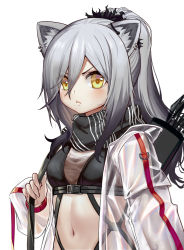 Rule 34 | 1girl, absurdres, animal ear fluff, animal ears, arknights, black scarf, blush, breasts, cat ears, commentary, crop top, earrings, hair between eyes, highres, jacket, jewelry, long hair, long sleeves, looking at viewer, medium breasts, midriff, navel, open clothes, open jacket, quiver, scarf, schwarz (arknights), see-through, silver hair, simple background, solo, stomach, upper body, v-shaped eyebrows, white background, white jacket, yellow eyes, yizhirenben